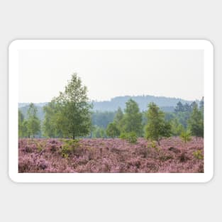 Heathland, morning mist, heather bloom, Niederhaverbeck Sticker